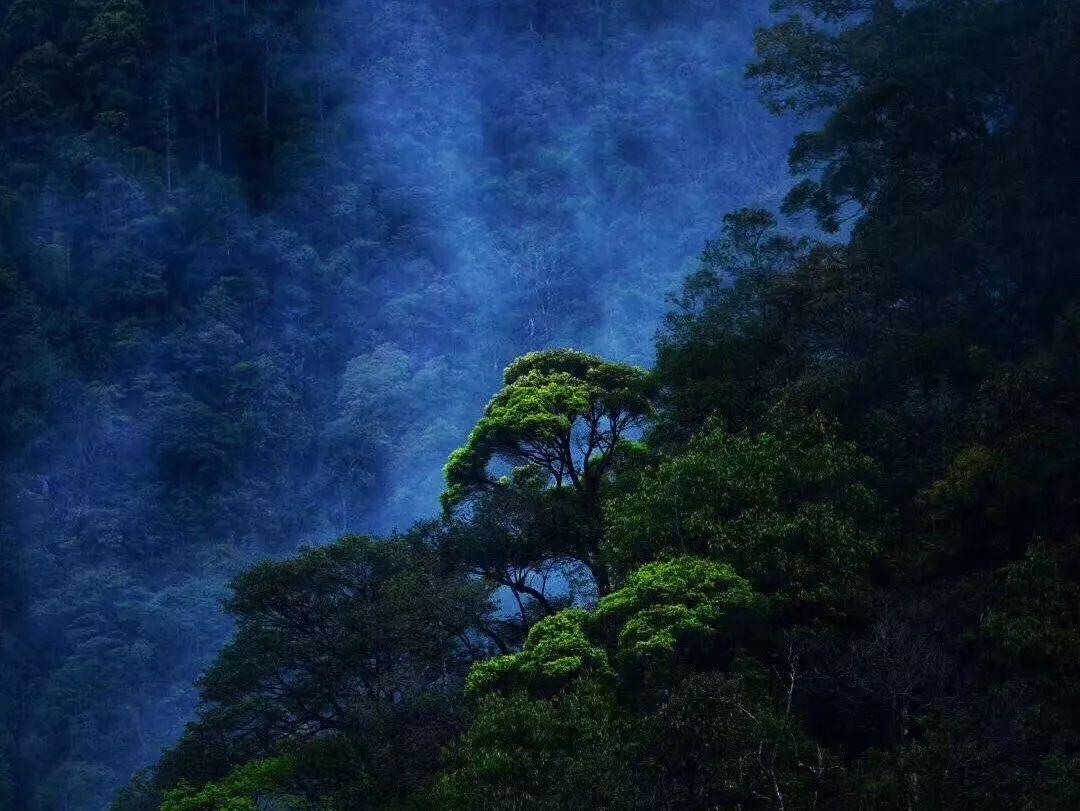 小猫钓鱼游戏龙王版有船